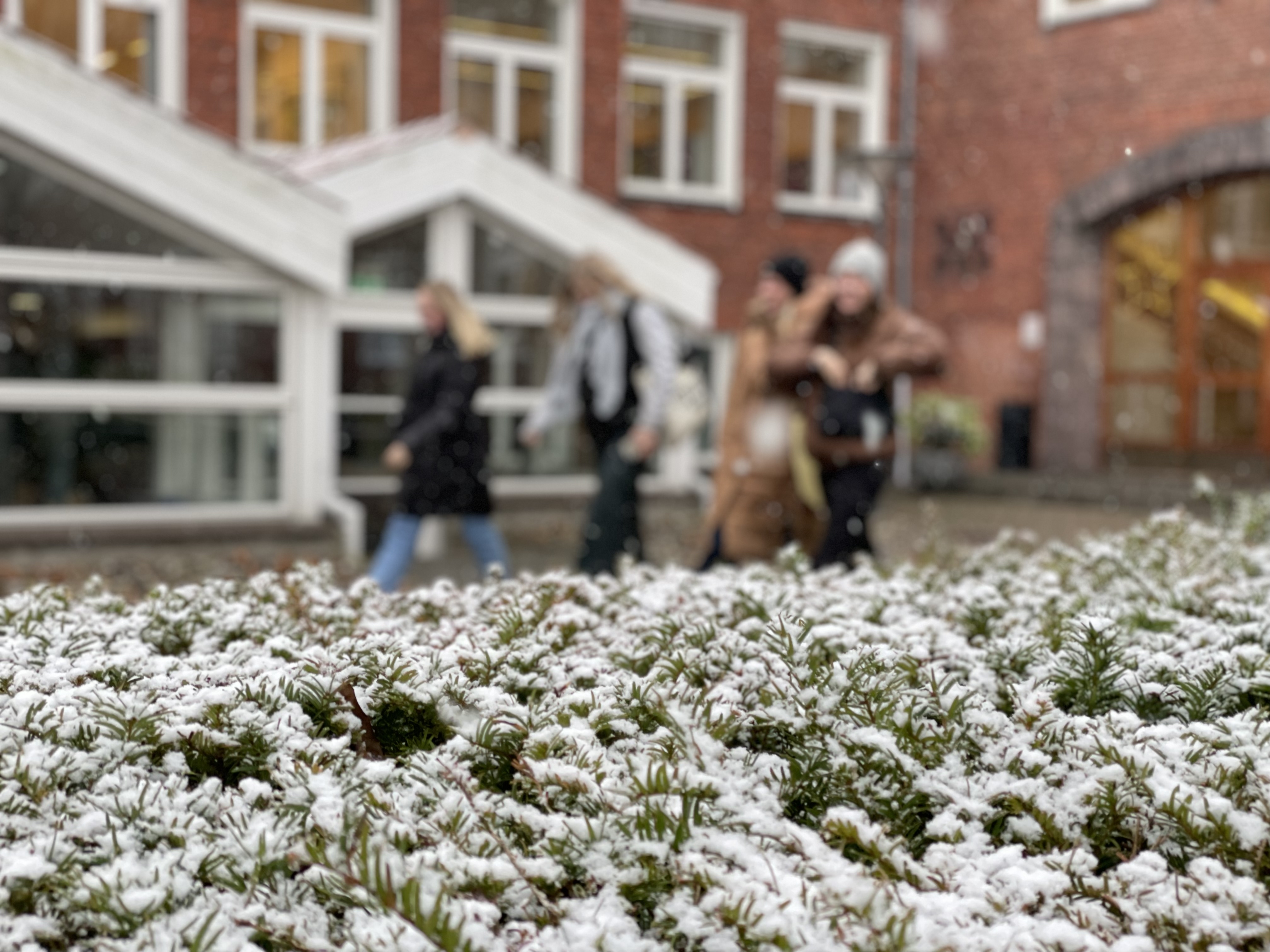 Sne på hækken foran skolen