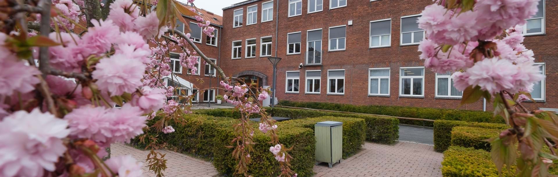 Japanske kirsebærtræer med lyserøde blomster i forgrunden for Ny købing Katedralskole