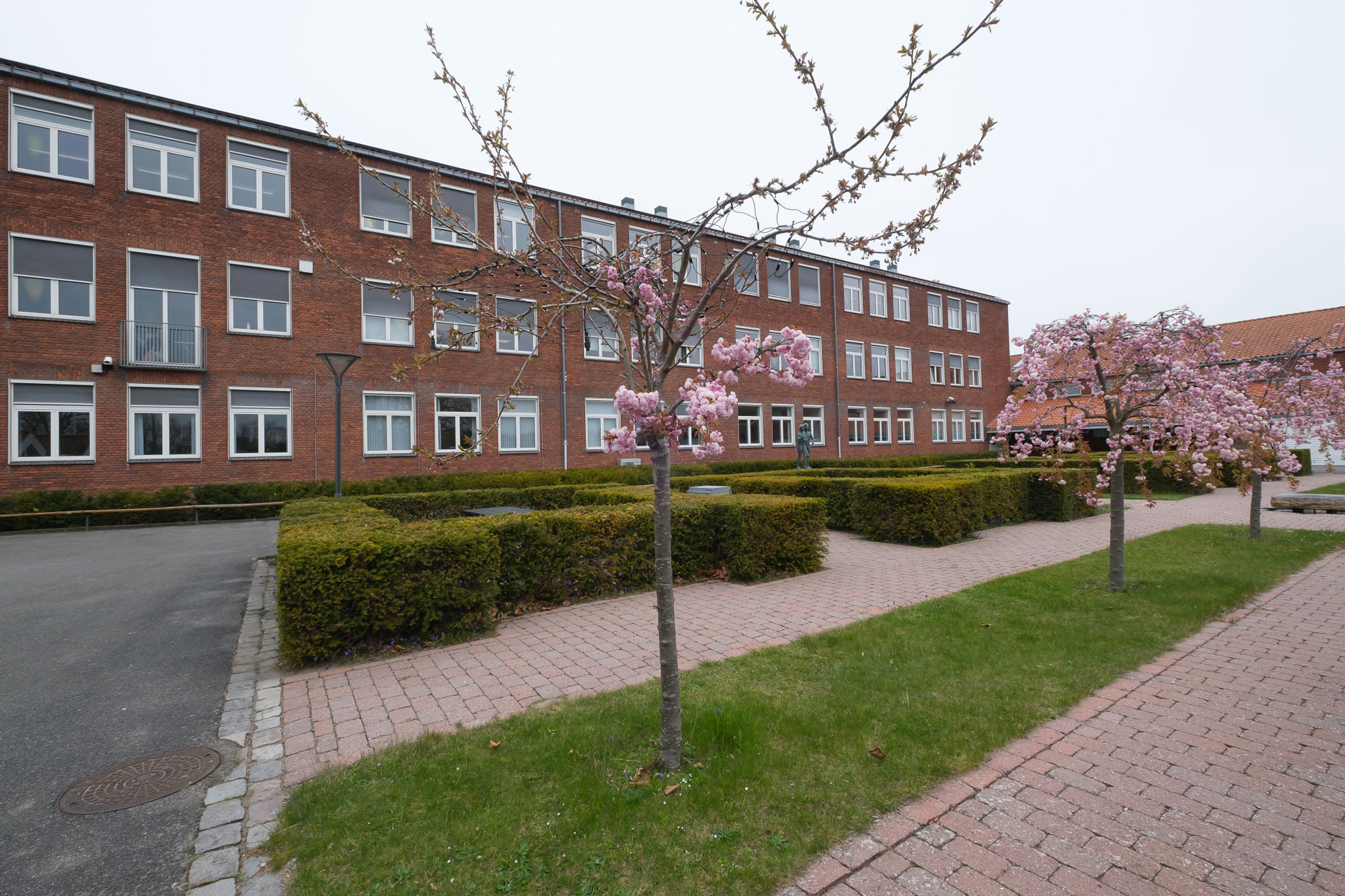 Katedralskolens bygninger set udefra med blomstrende træer i forgrunden