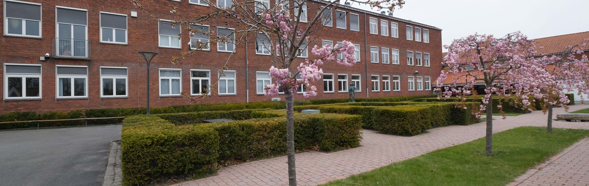 Nykøbing Katedralskole set udefra med japanske kirsebærtræer i forgrunden